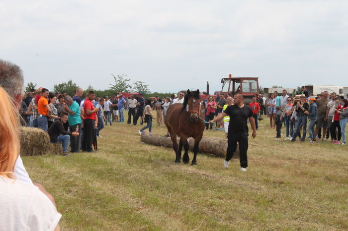 IMG_9219 - EXPO CAI RUSENI 2016 SATU MARE