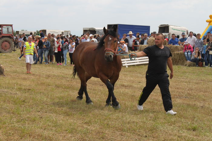 IMG_9220 - EXPO CAI RUSENI 2016 SATU MARE