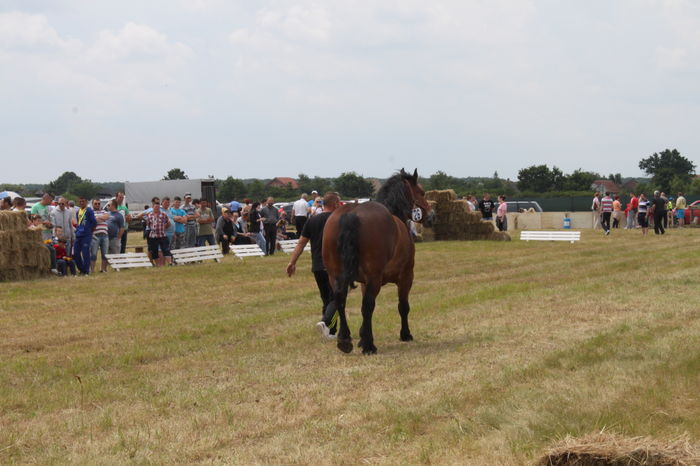 IMG_9223 - EXPO CAI RUSENI 2016 SATU MARE