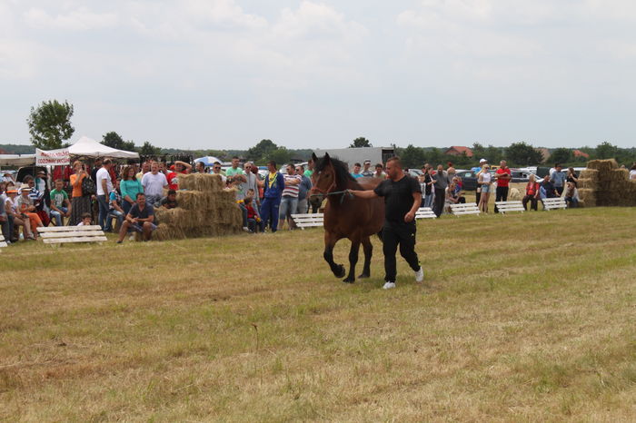 IMG_9224 - EXPO CAI RUSENI 2016 SATU MARE