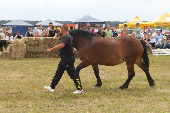 IMG_9226 - EXPO CAI RUSENI 2016 SATU MARE