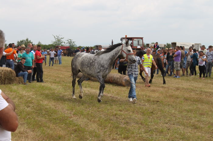 IMG_9228 - EXPO CAI RUSENI 2016 SATU MARE