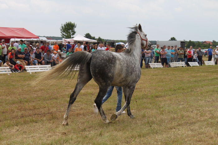 IMG_9231 - EXPO CAI RUSENI 2016 SATU MARE