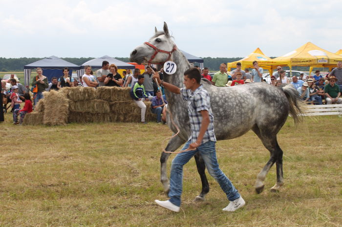 IMG_9234 - EXPO CAI RUSENI 2016 SATU MARE