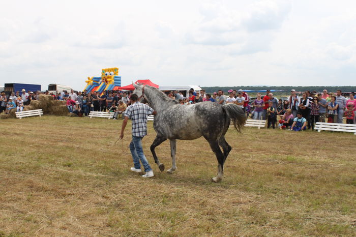 IMG_9235 - EXPO CAI RUSENI 2016 SATU MARE