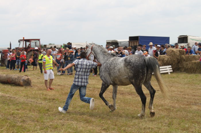 IMG_9236 - EXPO CAI RUSENI 2016 SATU MARE