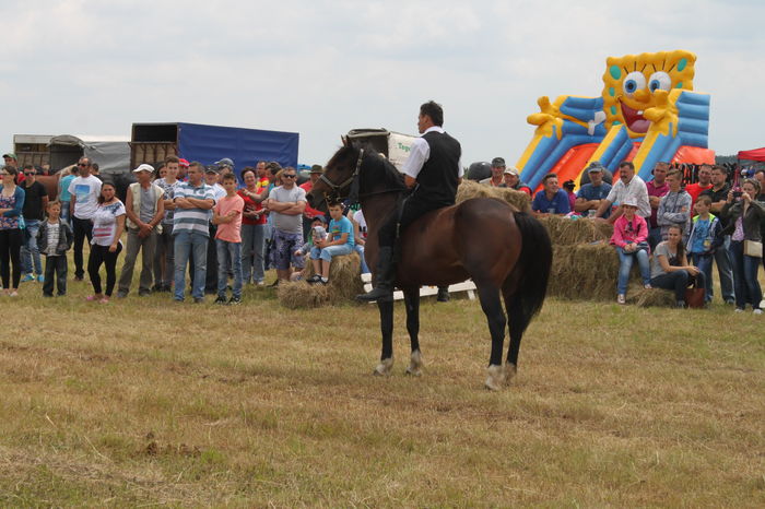 IMG_9237 - EXPO CAI RUSENI 2016 SATU MARE