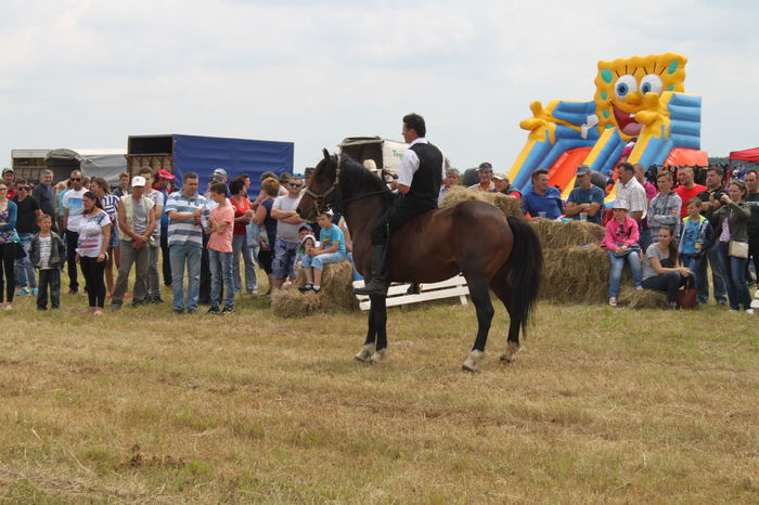 IMG_9238 - EXPO CAI RUSENI 2016 SATU MARE