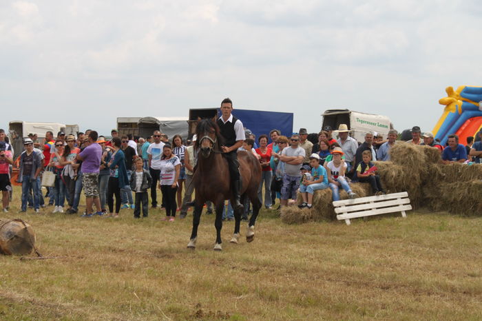 IMG_9239 - EXPO CAI RUSENI 2016 SATU MARE