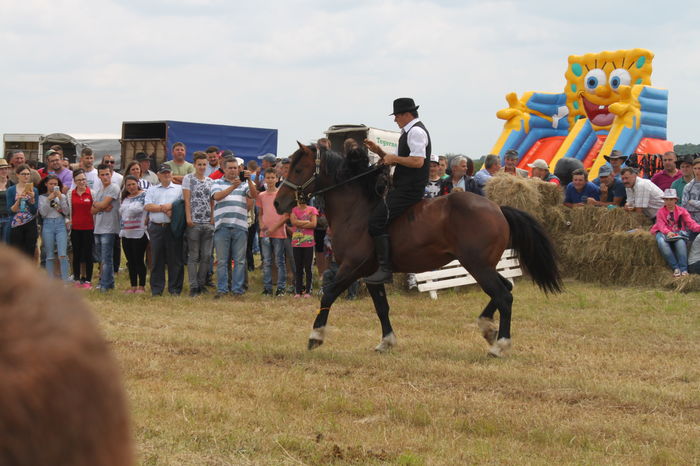 IMG_9244 - EXPO CAI RUSENI 2016 SATU MARE