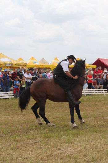 IMG_9250 - EXPO CAI RUSENI 2016 SATU MARE