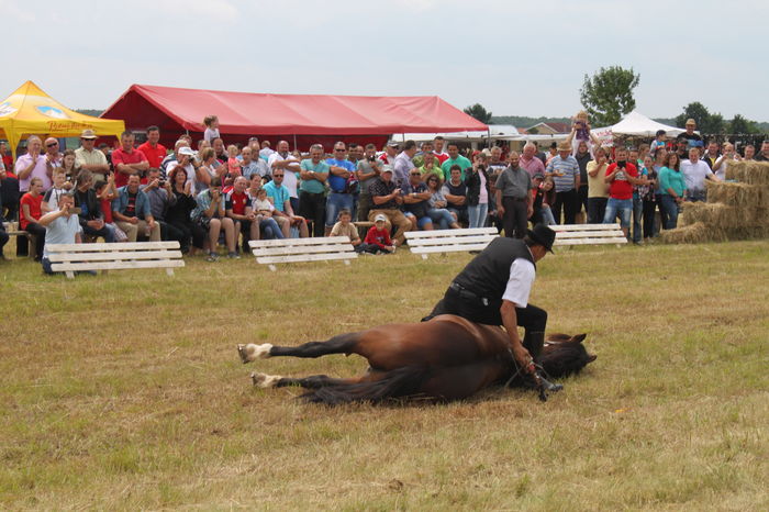 IMG_9255 - EXPO CAI RUSENI 2016 SATU MARE