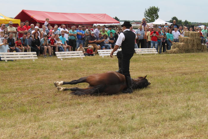 IMG_9256 - EXPO CAI RUSENI 2016 SATU MARE