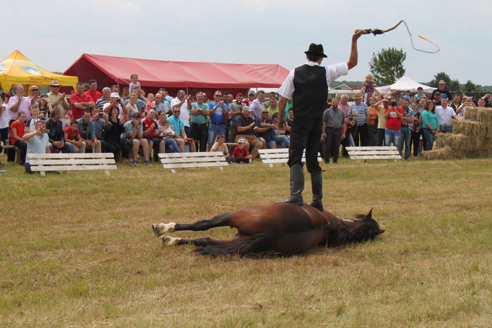 IMG_9257 - EXPO CAI RUSENI 2016 SATU MARE