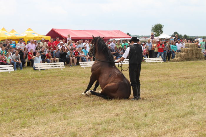 IMG_9261 - EXPO CAI RUSENI 2016 SATU MARE