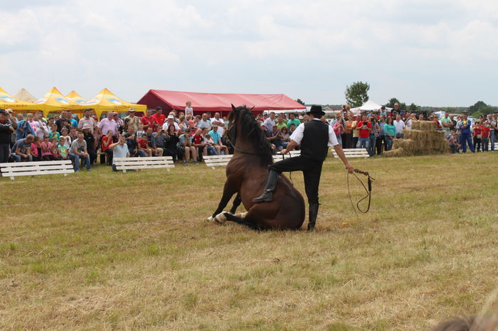 IMG_9262 - EXPO CAI RUSENI 2016 SATU MARE