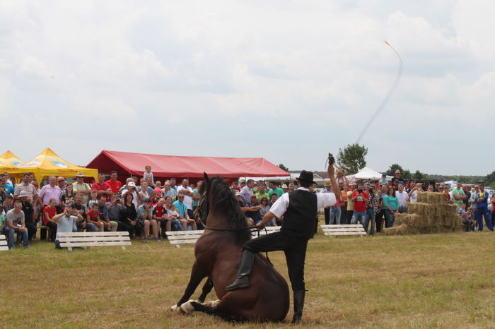 IMG_9263 - EXPO CAI RUSENI 2016 SATU MARE