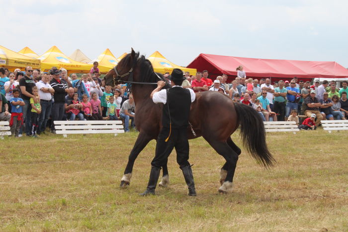 IMG_9265 - EXPO CAI RUSENI 2016 SATU MARE