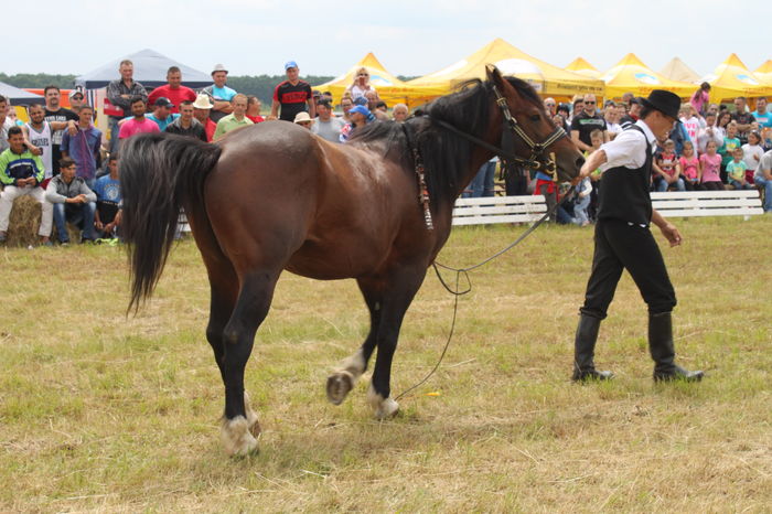 IMG_9267 - EXPO CAI RUSENI 2016 SATU MARE