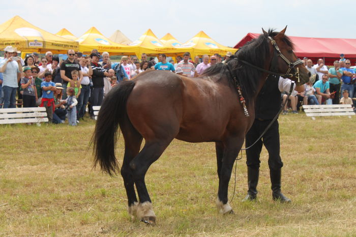 IMG_9268 - EXPO CAI RUSENI 2016 SATU MARE