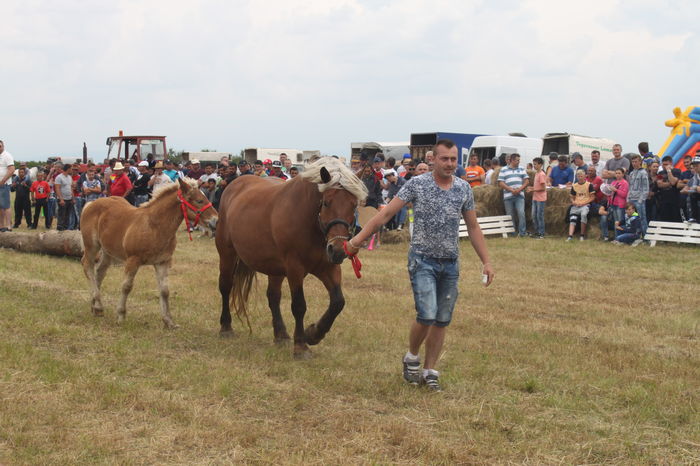 IMG_9269 - EXPO CAI RUSENI 2016 SATU MARE