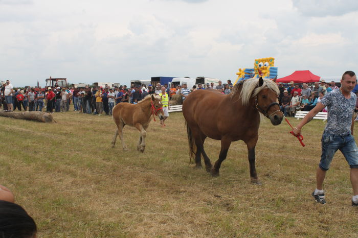 IMG_9270 - EXPO CAI RUSENI 2016 SATU MARE