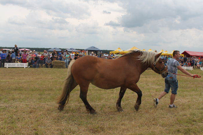 IMG_9271 - EXPO CAI RUSENI 2016 SATU MARE