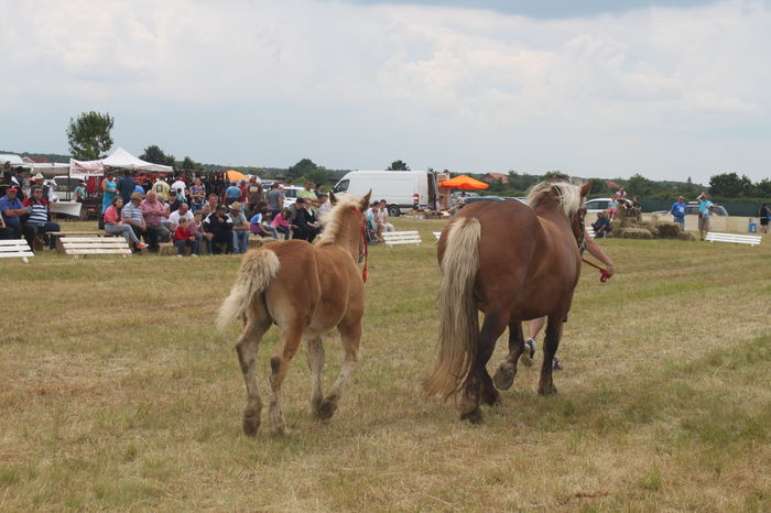 IMG_9273 - EXPO CAI RUSENI 2016 SATU MARE