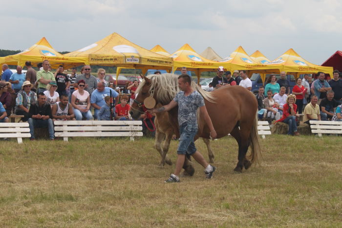 IMG_9275 - EXPO CAI RUSENI 2016 SATU MARE