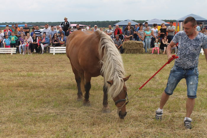 IMG_9276 - EXPO CAI RUSENI 2016 SATU MARE