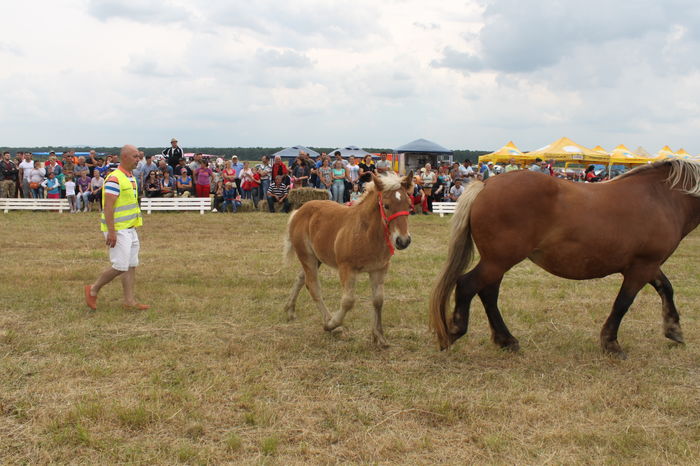IMG_9277 - EXPO CAI RUSENI 2016 SATU MARE