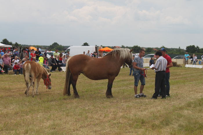 IMG_9280 - EXPO CAI RUSENI 2016 SATU MARE