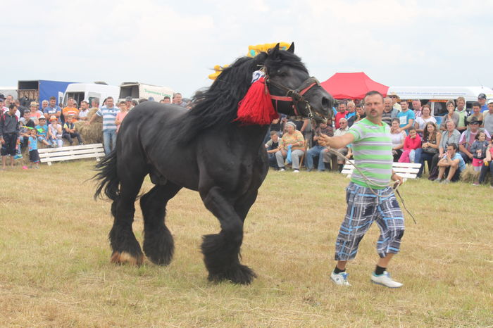 IMG_9281 - EXPO CAI RUSENI 2016 SATU MARE