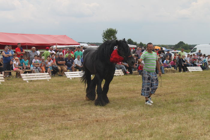 IMG_9285 - EXPO CAI RUSENI 2016 SATU MARE