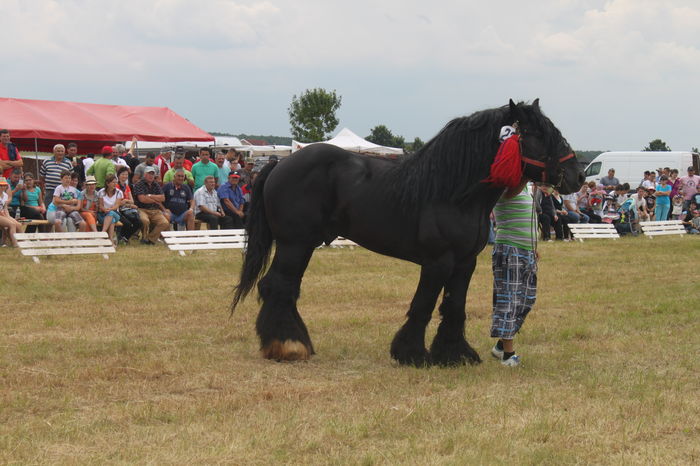 IMG_9286 - EXPO CAI RUSENI 2016 SATU MARE