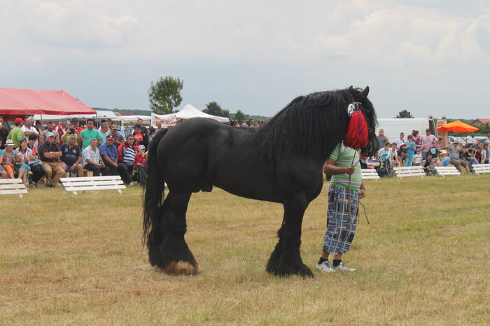 IMG_9287 - EXPO CAI RUSENI 2016 SATU MARE