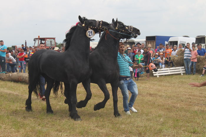 IMG_9288 - EXPO CAI RUSENI 2016 SATU MARE