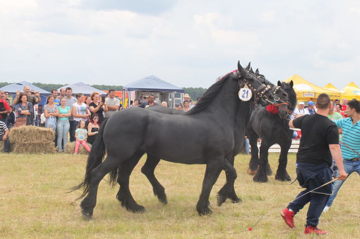 IMG_9290 - EXPO CAI RUSENI 2016 SATU MARE
