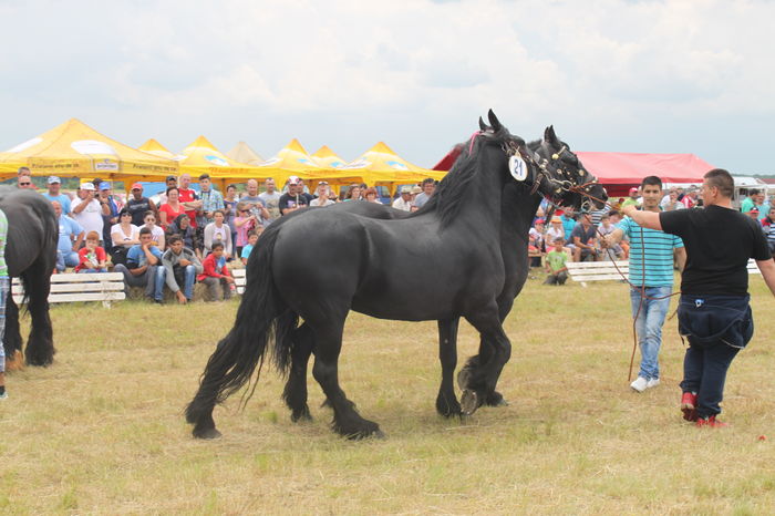 IMG_9291 - EXPO CAI RUSENI 2016 SATU MARE