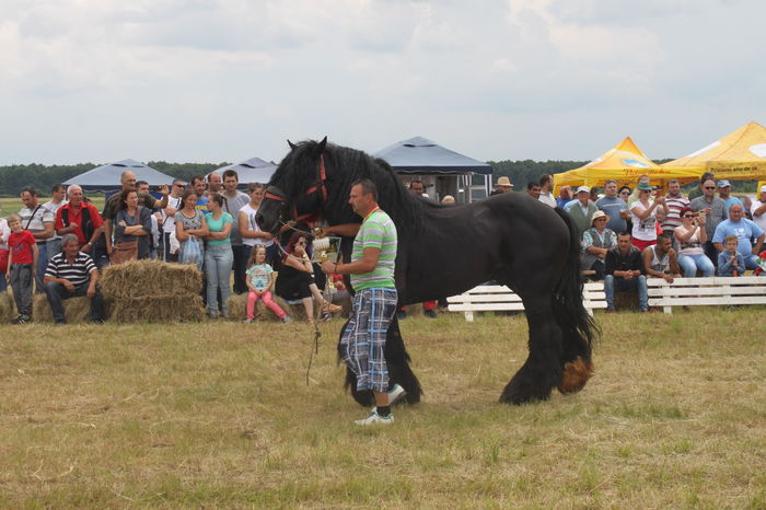 IMG_9292 - EXPO CAI RUSENI 2016 SATU MARE