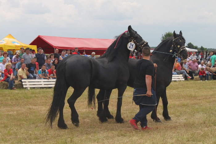 IMG_9293 - EXPO CAI RUSENI 2016 SATU MARE