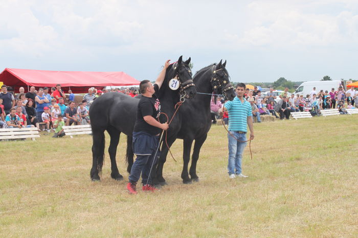IMG_9295 - EXPO CAI RUSENI 2016 SATU MARE