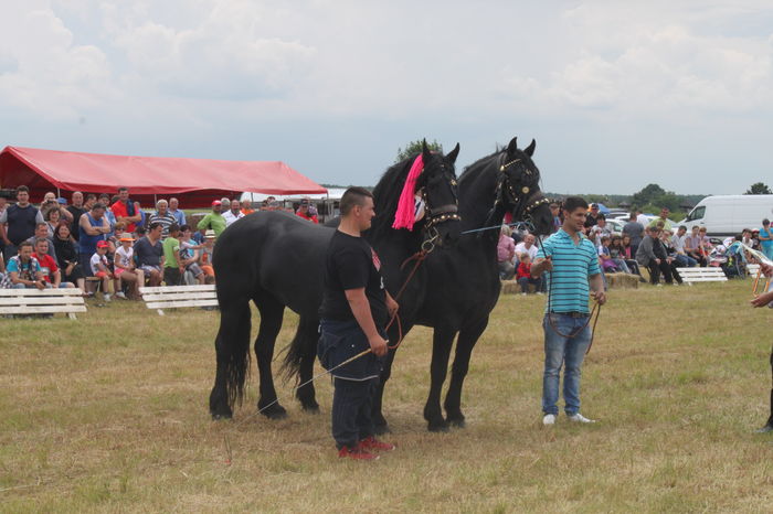 IMG_9296 - EXPO CAI RUSENI 2016 SATU MARE