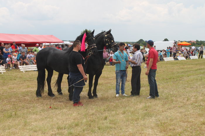 IMG_9297 - EXPO CAI RUSENI 2016 SATU MARE
