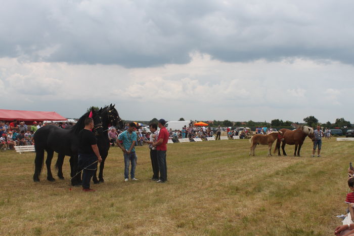 IMG_9298 - EXPO CAI RUSENI 2016 SATU MARE