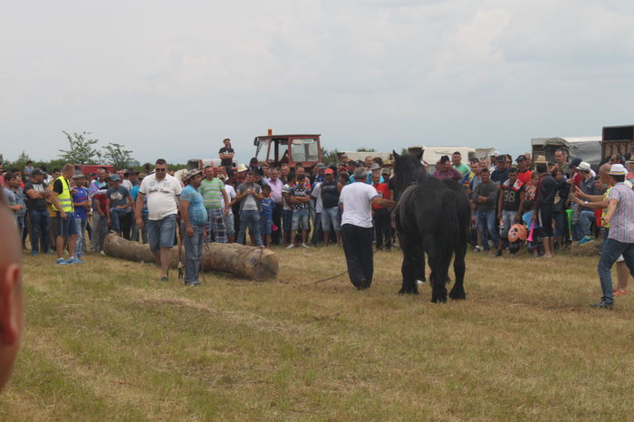 IMG_9299 - EXPO CAI RUSENI 2016 SATU MARE