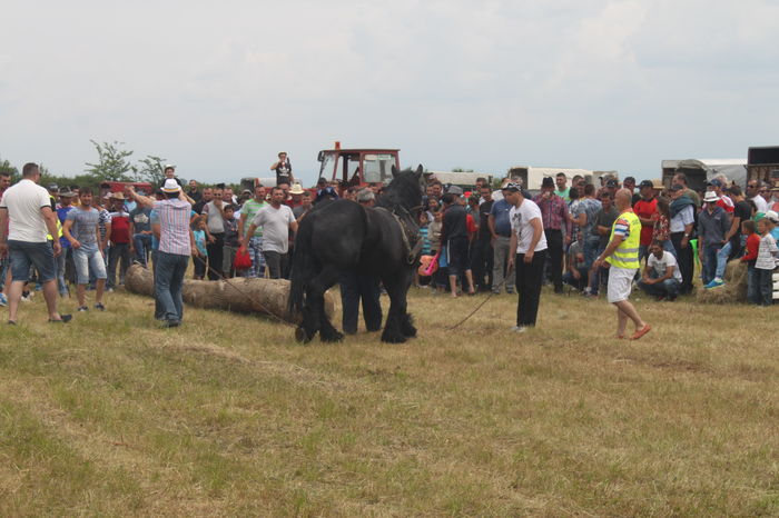 IMG_9300 - EXPO CAI RUSENI 2016 SATU MARE