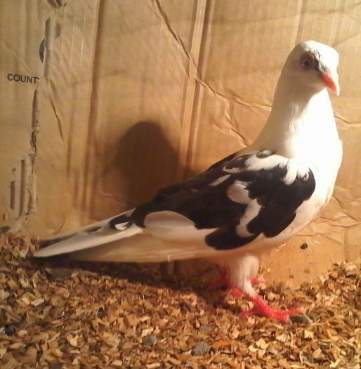 2016 moriscara - cazatoare