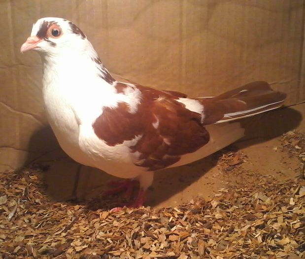 din moriscari cu joc pe 3 parti