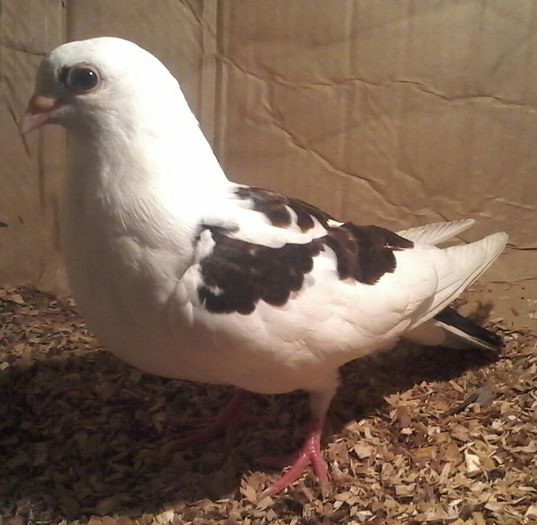 2016 cade din florii pe rosu